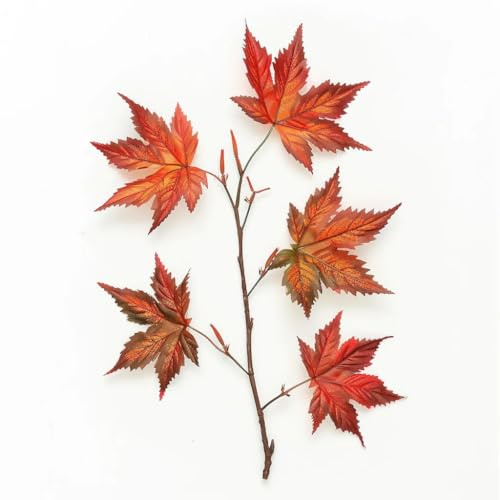 10 Samen japanischer Ahorn (Acer palmatum) SemiSauvage Permaculture