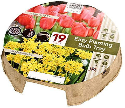 Tulip & Allium Bulbs | Easy Planting Tray | 19 Bee-Friendly Bulbs | Orange & Yellow Flowers | Pre-Planted in 26cm Tray | Simple Autumn Planting