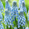 COOTO Garden 10 Stück Traubenhyazinthe Blumenzwiebeln Frühblüher Muscari Blumenzwiebeln Gartenzwiebeln Cupido