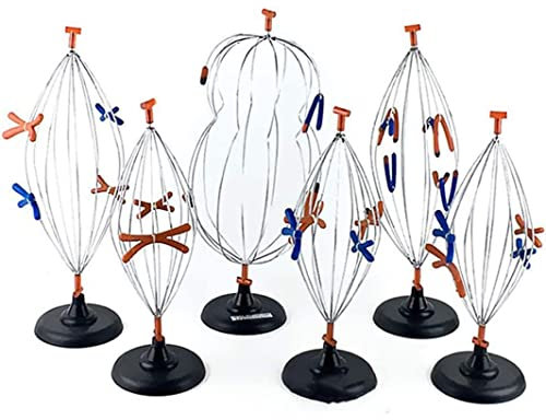 Anatomy Cell Meiosis Model, 9-Piece Animal Plant Mitosis Model for Biology Teaching Aids, Teaching Aids Anatomy Teaching Model
