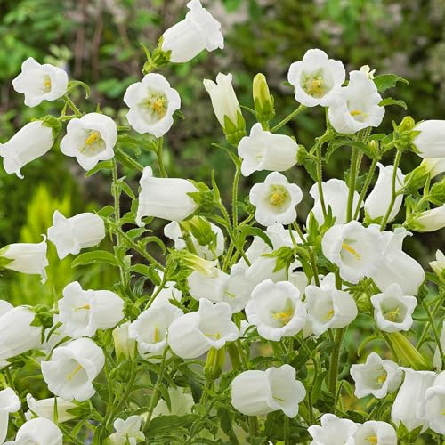 GardenersDream Campanula Jingle White Pflanze im Topf – Faszinierende Weiße Glockenblume – Winterharte Mehrjährige Gartenpflanze für Cottage-Garten und Beete (inkl. 11 cm Topf)