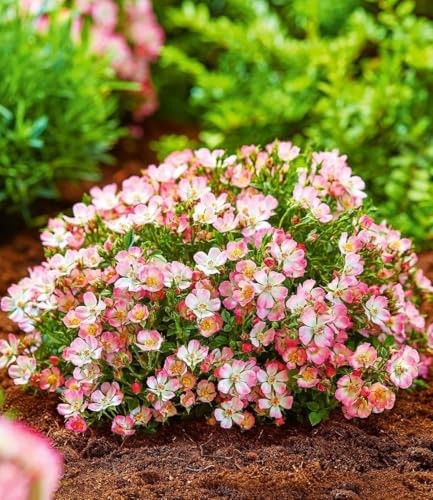 BALDUR Garten 6x Alpin-Rose Cutie Pie®, Pflanzen im 9x9 cm-Topf | winterhart, wintergrün, kleine, stark duftende Rose, niedrig und kompakt, blühend, Rosa Blüten, mehrjährig, Zwergrose