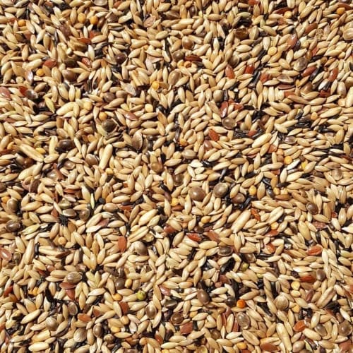 Supravit Kanarienfutter ohne Rübsen 2,5kg | Vogelfutter für Kanarienvögel Aller Arten | Für Waterslager, Harzkanarien und mehr | Ganzjahres-Futter für Kanarien Vögel