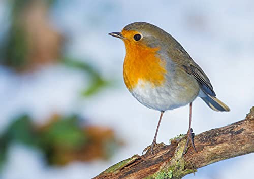CALVENDO Poster 42,0 x 29,7 cm Querformat Rotkehlchen, Poster DIN A3 quer| Bilder, Kunstdruck, Wandbild, Wanddeko, Prints ohne Rahmen