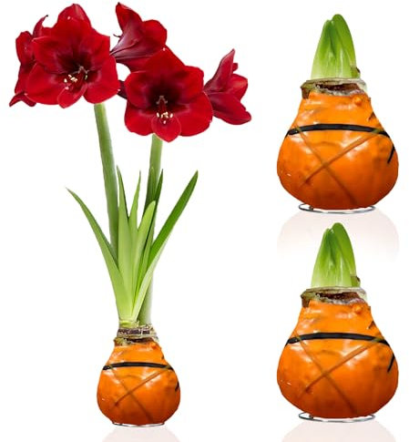 Amaryllis in Wachs Striped Orange - 2 Wachsamaryllis Blumenzwiebeln - Wax Amaryllis Zwiebel in Großformat 28/30 - Mischung von echte Pflanzen aus Holland - Hippeastrum (keine Samen, nicht künstlich)