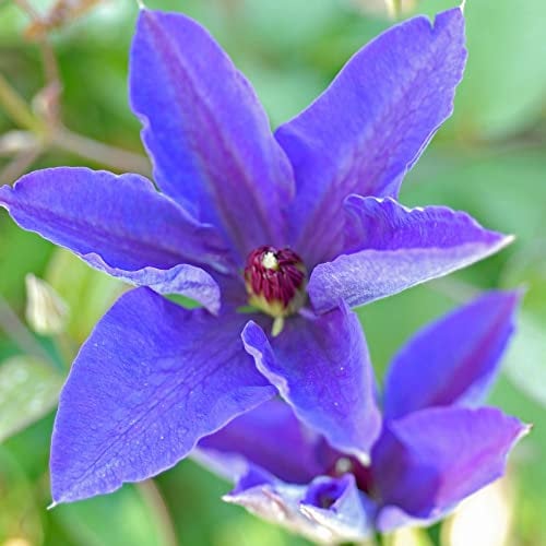 Clematis 'The President' - Hardy Flowering Shrub with Large Velvety-Purple Blooms - Free Flowering Variety, RHS Award of Garden Merit, Ideal for Trellis 1x 3 Litre Pot by Thompson and Morgan