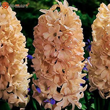 Orange Hyacinthus Orientalis Seeds Hyazinthe Topf Bonsai Balkon Blumensamen DIY Hausgarten 100 Partikel/Los