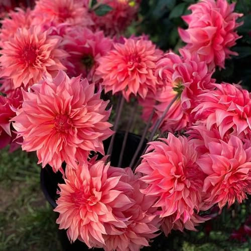 2 Pezzi Di Dalia Tuberi, Dalia Tuberi Resistenti All'Inverno - Dahlia Pinnata - Fiori Da Balcone, Piante Crescono Bulbi Di Dalia Resistenti, Bulbi Da Fiore, Piante Da Balcone Fiori Piante, F