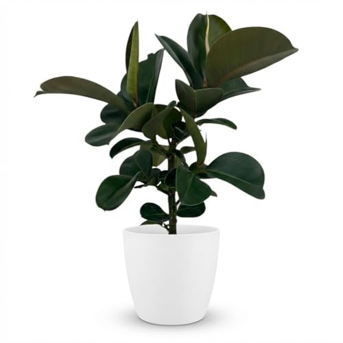 Ficus Elastica Cloe Gummibaum 65cm – Zimmerpflanze im weißen Übertopf Ø19cm – große glänzende grüne Blätter – pflegeleicht luftreinigend ideal bei Halbschatten