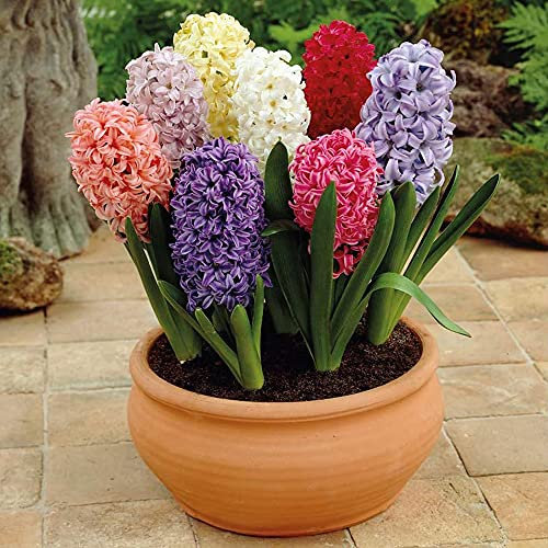 Hyacinth Breeders Selection Bulbs Garden Plants Hardy Bulbs Flowering Garden Plants Easy to Grow Your Own 8X Bulbs by Thompson and Morgan