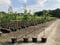 1 Apfelbaum Granny Smith 120-150cm im Topf Busch Obstbaum Apfel Baum Malus domestica Obst + Dünger für die Jahresdüngung Apfelbaum