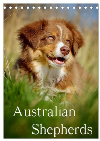 Australian Shepherds (Tischkalender 2026 DIN A5 hoch), CALVENDO Monatskalender: 13 wunderschöne Australian Shepherd Motive für das ganze Jahr (CALVENDO Tiere)