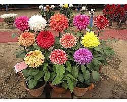 25PCS Seltene Riesen Dahlie-Blumen-weiße Dahlie Samen Bonsai Blumensamen Wunderschöne Blumen Balkon Topfpflanze Für Hausgarten 6