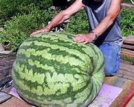 Genipap 30 / bolsa de semillas de sandía gigante
