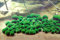 NatureHolic Marimo Algenball/Japanischer Marimo Algenball