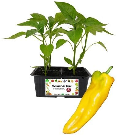 P. Piantine da Orto | Peperone Corno Giallo, Kit da 4 piantine, Pianta Pronta per il Trapianto, Pianta Vera da Orto, da Balcone, e da Esterno, Vivaio Italiano