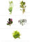 Floratica Super Mix Bundle V1 80Lt Live Aquarium Plants Tropical Fish Tank Shrimp Safe Snail Free