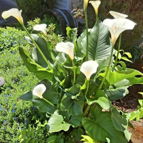 Calla Lily Flower Bulbs - Easy to Grow and Raise, Rich in Colors, Suitable for All Seasons,Hardy Perennial, Excellent Display-4bulbs-A