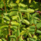 Blumixx Stauden Sanguisorba officinalis - Großer Wiesenknopf rotbraun