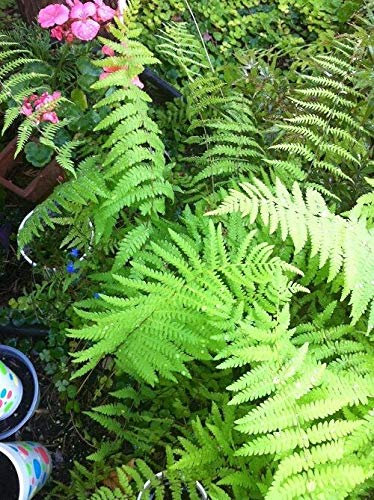 PLAT FIRM Germinación de las semillas del helecho del arbolado: inactiva planta de sombra amante Perennes Woodlands jardín planta de sombra