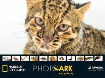 Photo Ark - Kalender 2020 - teNeues-Verlag - National Geographic - Fotokalender - Wandkalender mit majestätischen Tieren - 64 cm x 48 cm