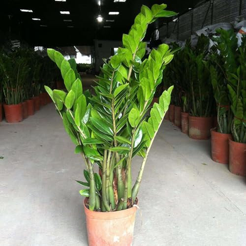 50 pcs glücksfeder kaufen samen - Zamioculcas zamiifolia - nachhaltige geschenke, pflanzen winterhart draußen glücksfeder zimmerpflanze bienenweide saatgut, pflanzen garten geschenk