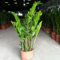 50 pcs glücksfeder kaufen samen - Zamioculcas zamiifolia - nachhaltige geschenke, pflanzen winterhart draußen glücksfeder zimmerpflanze bienenweide saatgut, pflanzen garten geschenk