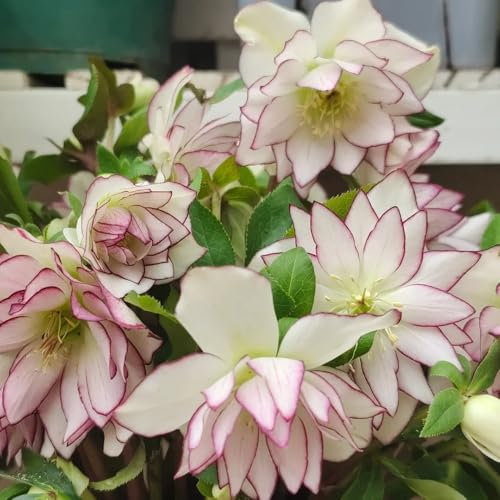 Semi resistenti di rose di Natale - Piante perenni resistenti, piante in vaso per esterni fiori, piante perenni resistenti seme, copertura del terreno resistente all'inverno Le piante 200pcs