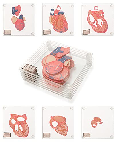 Untersetzer mit anatomischem Gehirn (Set mit 10 Stück) – Herz-Untersetzer-Set auch erhältlich Herz-Untersetzer.