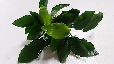 ANUBIAS BARTERI NANA LONG WAVY *TOP-RARITÄT*