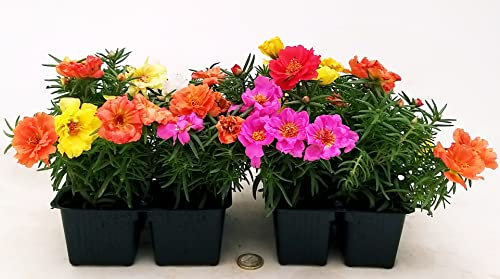 POWERS TO FLOWERS - PORTULACA RIFIORENTE, VASCHETTA, 8 PIANTE, piante vere