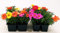 POWERS TO FLOWERS - PORTULACA RIFIORENTE, VASCHETTA, 8 PIANTE, piante vere