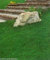Risala Dichondra Repens No Mow prato morbido, intenso prato semi 500 g copre 100 m2
