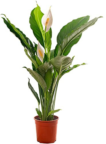 Spathiphyllum Peace Lily Large Indoor House Plant Purify The Air in Your Home (100-120cm (Incl. Pot))