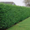 Leylandii vert (cyprès de Leyland) - Arbres à croissance rapide pour la confidentialité, écrans persistants, faible entretien et résistants à la sécheresse.