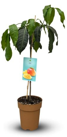 Attitude Jardin – Mangobaum – Mango – Indica – exotischer Obstbaum – 90 – 100 cm – ⌀ 22 cm