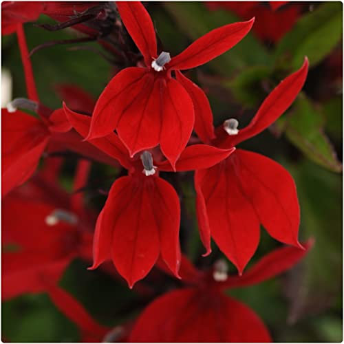Lobelia Speciosa 'Starship Scarlet' x 3 Jumbo Plug Plants