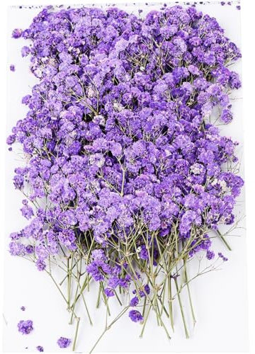 Lila Getrockneten Schleierkrautblumen Mini Schleierkraut Pflanze Gepresste Blumen Trockenblumen Deko Schleierkraut Getrocknet Klein Lila Getrocknete Blumen zum Basteln 100 Stück für Lesezeichen DIY