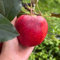 Apfelbaum Samen, Malus pumila, geschenke für gartenfreunde ausgefallene geschenke samen alte sorten säulenobstbäume winterhart seltene samen, bio samen pflanzen balkon apfelbaum 100pcs