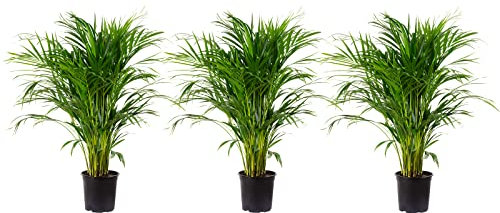 Areca Dypsis Lutescens Lot de 3 palmiers à fruits dorés Hauteur env. 100 cm Diamètre du pot 21 cm