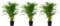 Areca Dypsis Lutescens Lot de 3 palmiers à fruits dorés Hauteur env. 100 cm Diamètre du pot 21 cm