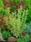 Ligustrum ovalifolium 'Argenteum' 40 cm Stammhöhe - Weißbunter Liguster, cremeweiße Blüten, Blütezeit Juni-Juli, ideal für Hecken, winterhart und pflegeleicht