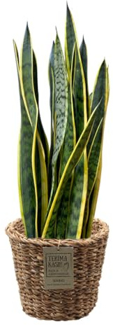 Green Me Up Bogenhanf Sansevieria zeylanica - große Zimmerpflanze 70-80 cm - Topf Ø19-21 cm - inkl. geflochtenem Seegraskorb Ø25 cm - pflegeleicht - alle 2-3 Wochen gießen - heller Standort