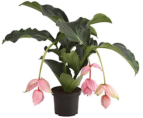 Dehner Medinille, rosa-farbene Blüten, ca. 60-70 cm, Ø Topf 17 cm, Zimmerpflanze