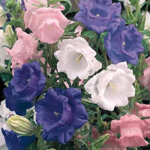 50 Semillas De CAMPANULA CANTERBURY S MIX fiore doppio (perenne):Semillas