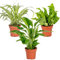 3x Badezimmerpflanzen Mix – Spatiphyllum-Asplenium-Chlorophytum – ⌀12 cm - 25-45 cm