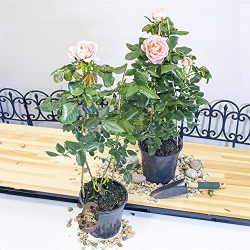 2 Fragrant Outdoor Climbing Pink Rose Bush in 19cm Pot Flower Garden Plant Shrub