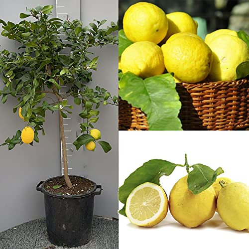 SAVINI VIVAI Pianta di Limone Albero Agrumi Limone Ovale di Sorrento in Vaso da 35 cm Altezza 150-180 cm 6-7 Anni di innesto Made Italy