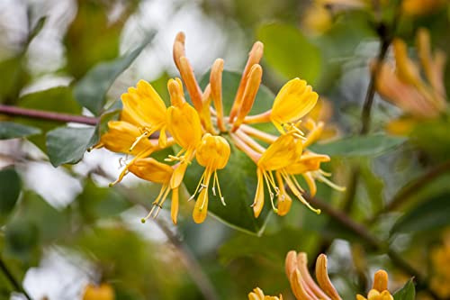 Tellmanns Geißblatt Lonicera tellmanniana 80-100 cm winterhart