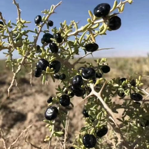 150 Pcs Schwarz Goji Beeren Samen - Obstbaum, Obst Samen, Steingartenpflanzen Winterhart Goji Beeren Schwarz Samen, Bio Saatgut, Alte Sorten Saatgut, Wildkräuter Samen Bonsai Samen,